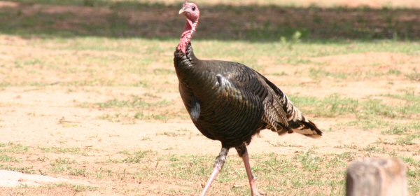 Turkeys can run faster than you