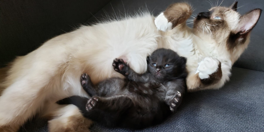 Leia with her kitten, Kylo.