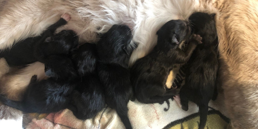 Leia's second litter.