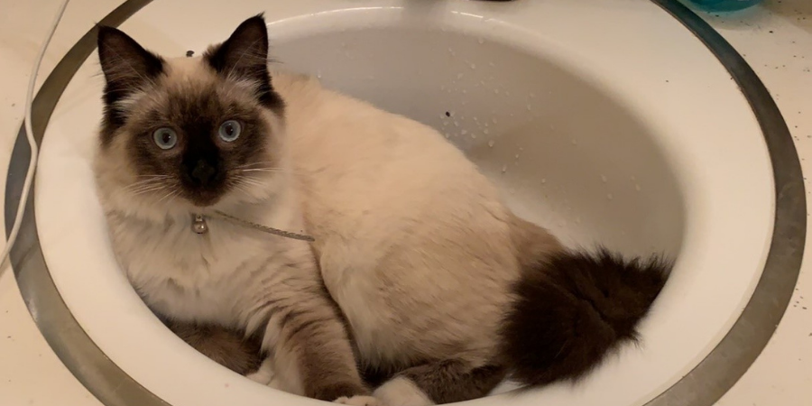 Rescue cat Leia rests in a sink.